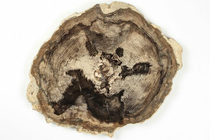 Petrified Black Ash (Fraxinus) Round - McDermitt, Oregon #199001